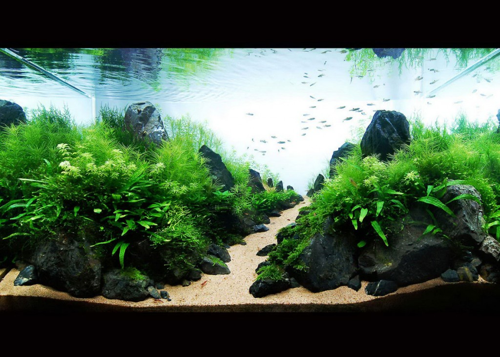 aquarium plants